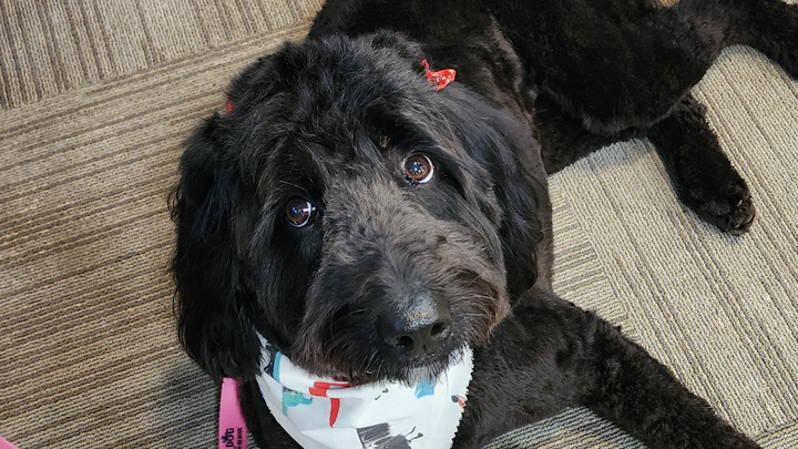 Donate to Heal Chloe and Aid Sheila's Independence campaign photo, 1 of 4