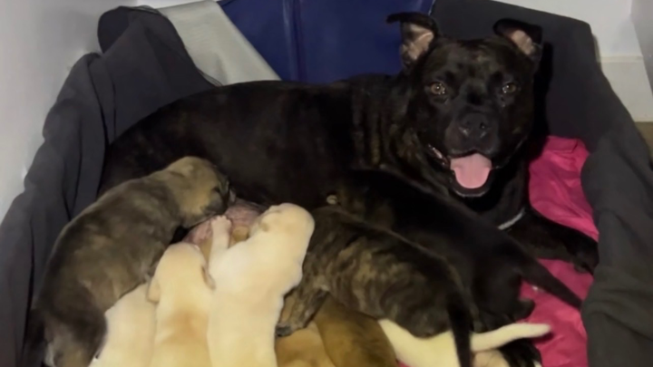 Puppy & Mama Update – Need More Dog Food Donations campaign photo, 1 of 6