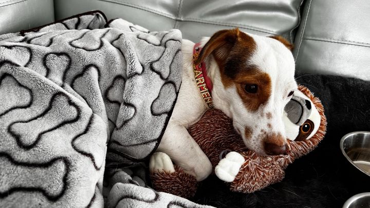 Help Carmen, the rescue dog, overcome her anxiety and trauma campaign photo, 1 of 7