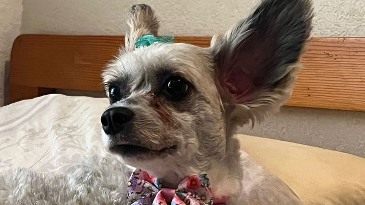 Fundraiser by John Matassa : Help Tiki's Journey to a Healthier Smile