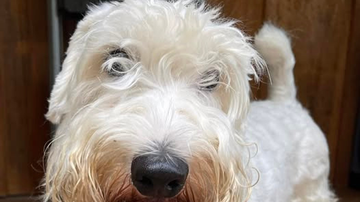 Help Lori & 4-year-old Sealyham BB Sinatra’s Surgeries campaign photo, 1 of 7