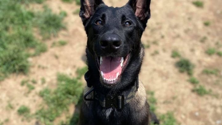 Help Tango the Belgian campaign photo, 1 of 2