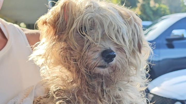 Urgent Aid for 21 Dogs at DogWalker Ranch campaign photo, 1 of 6