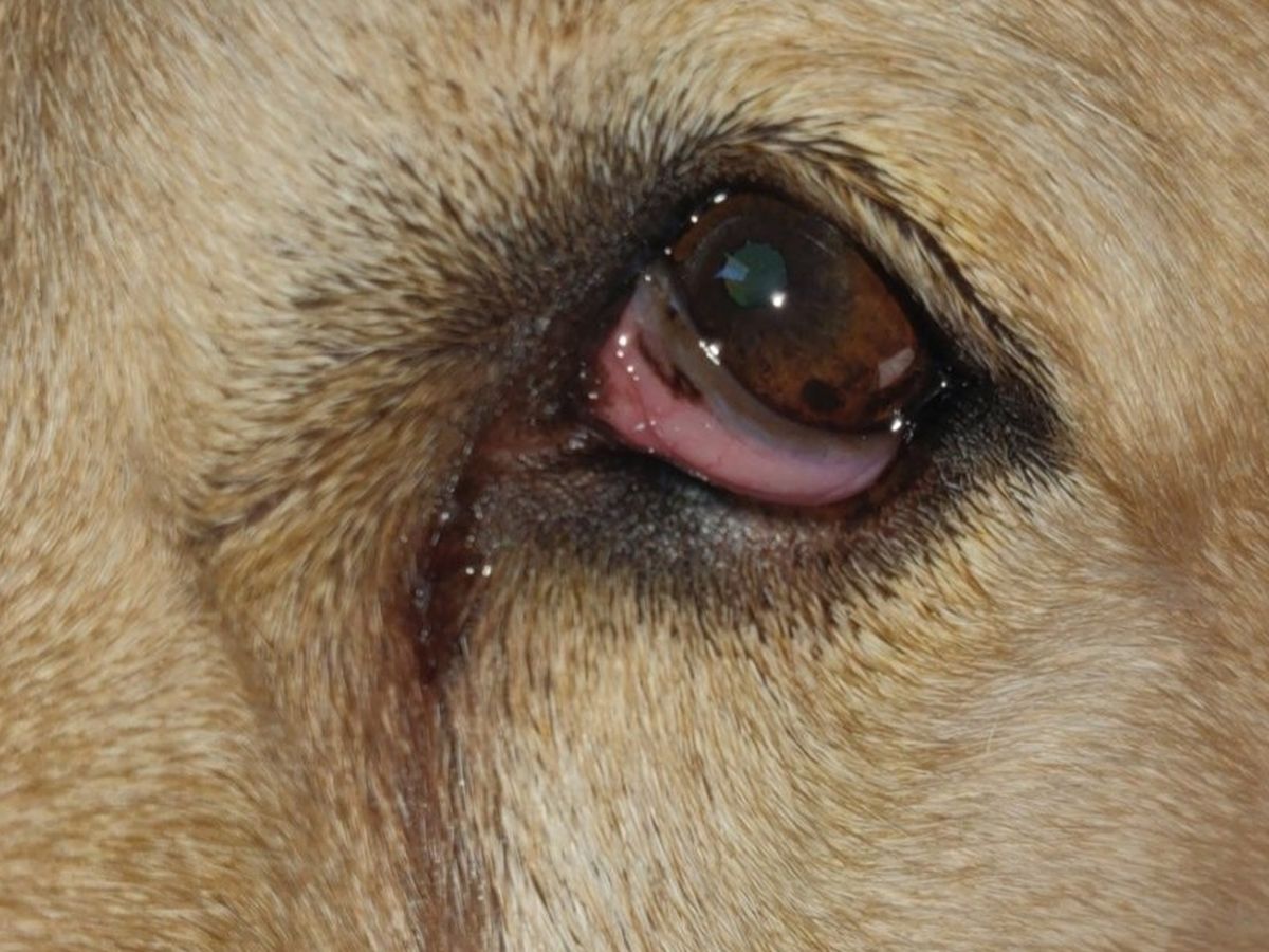 How Is Horners Syndrome Diagnosed In Dogs