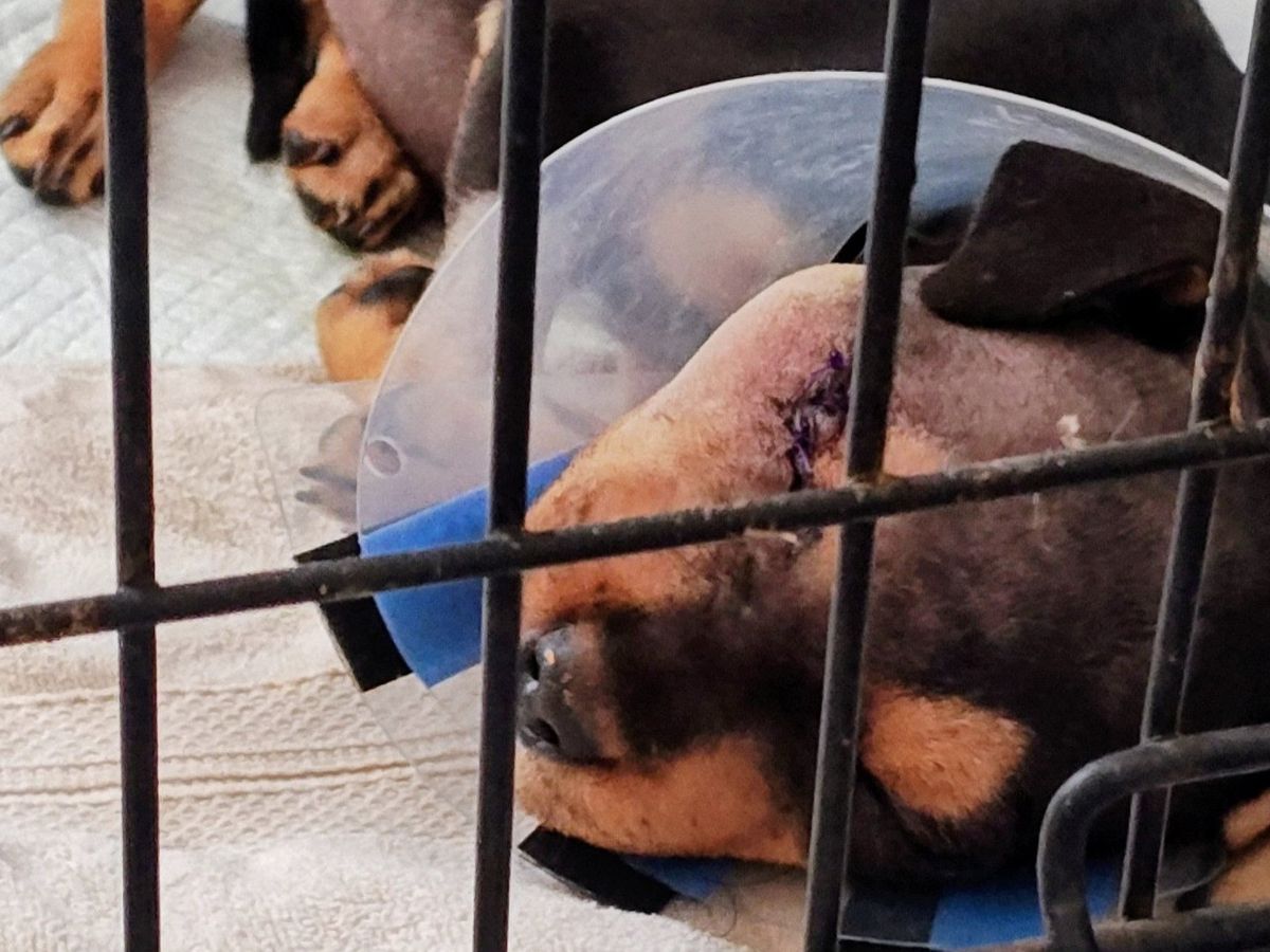 Help Little Bit & Stray Dogs Get Medical Care campaign photo, 1 of 3