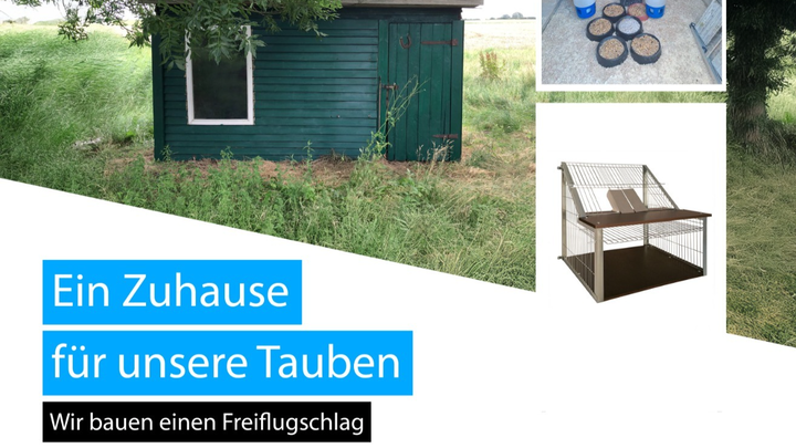 Ein Betreuter Taubenschlag für unsere Tauben campaign photo, 1 of 6