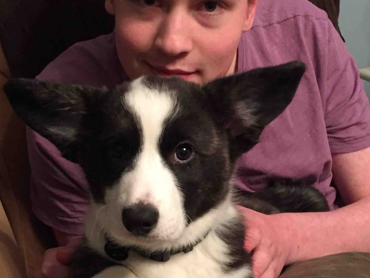 Emotional Support Dog for Nat campaign photo, 1 of 3