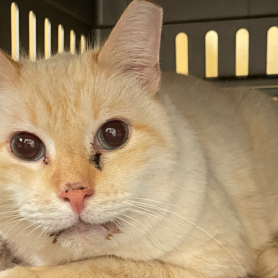 Support Recent Vet Care & Nov, December food order