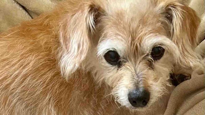 Support Lucy's Life-Saving Surgery campaign photo, 1 of 8