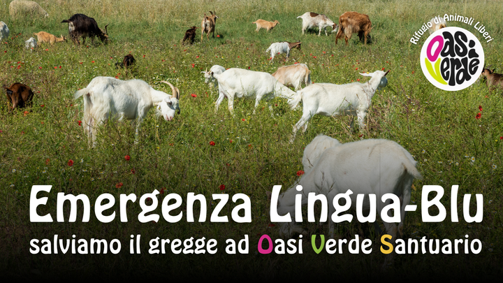EMERGENZA LINGUA BLU campaign photo, 1 of 3