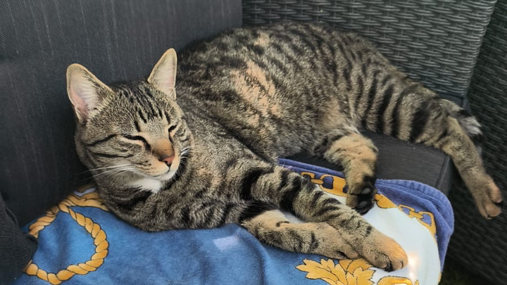 Tierklinik kosten, wegen angefahrenem Kater campaign photo, 1 of 3