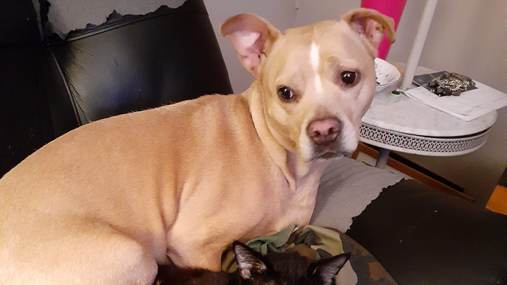 Help Scooby, My Late Son’s Beloved Dog campaign photo, 1 of 5