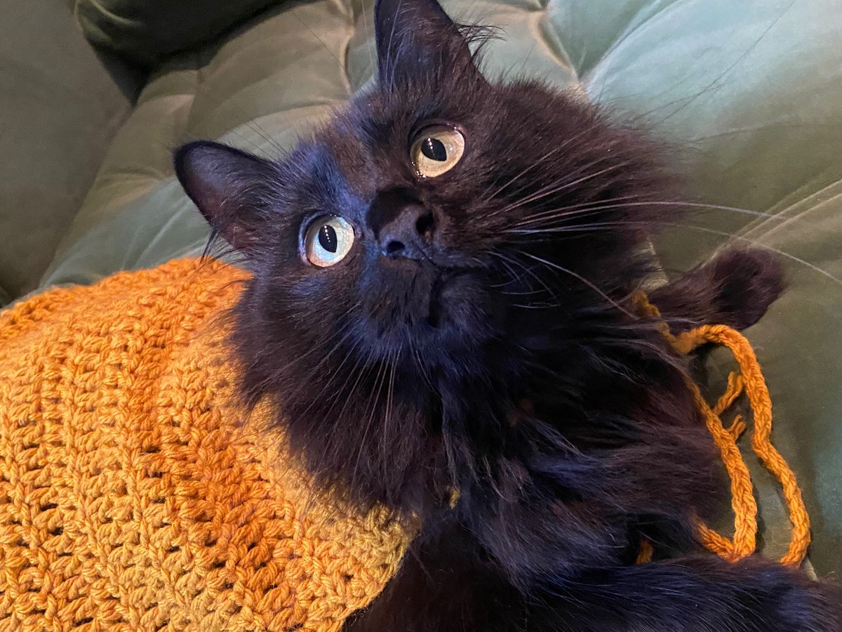 Alexandra Rizo Fundraiser by ALEXANDRA RIZO : Morticia’s Medical Care