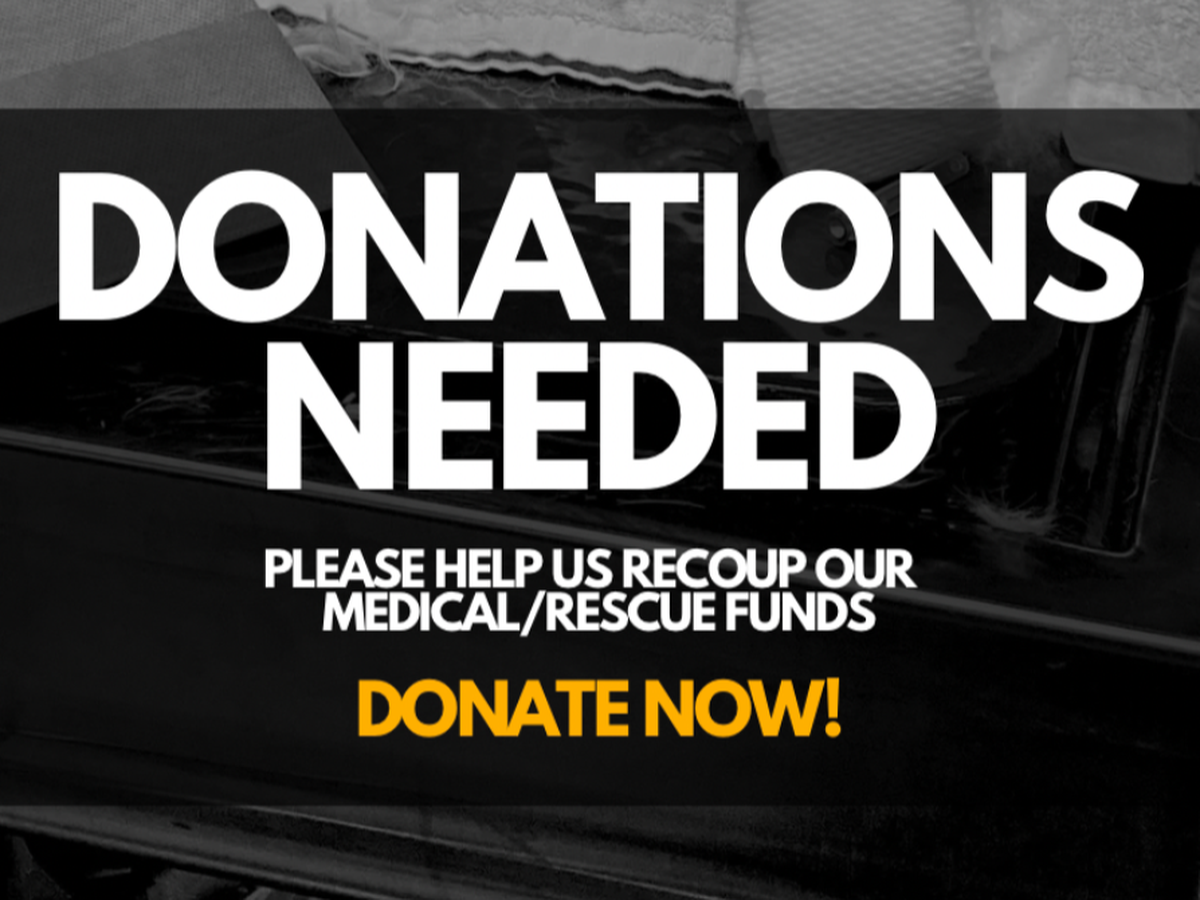 Fundraiser by Melody Chen : Medical Rescue Fund