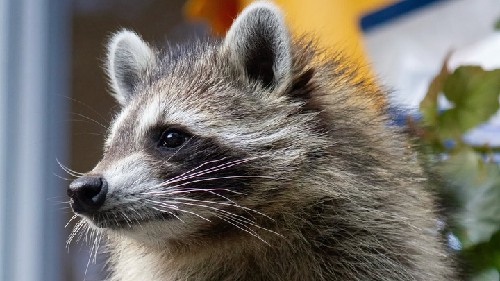 Help Save Pepper and Build a Wildlife Sanctuary campaign photo, 1 of 3