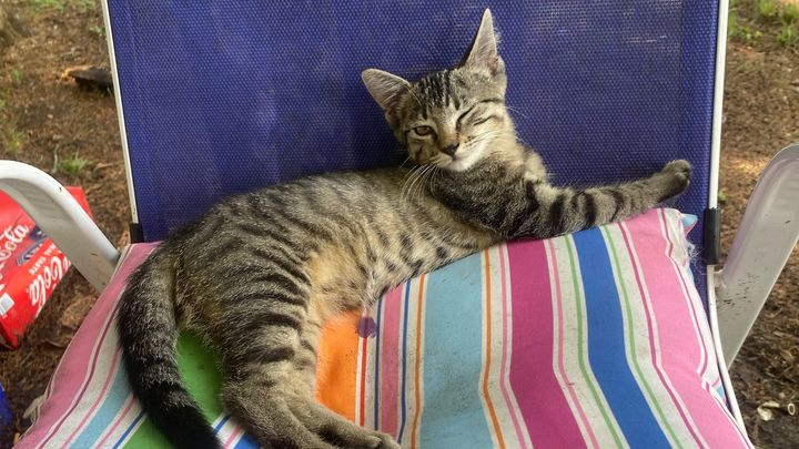 Help Chosen Find a Loving Home campaign photo, 1 of 7
