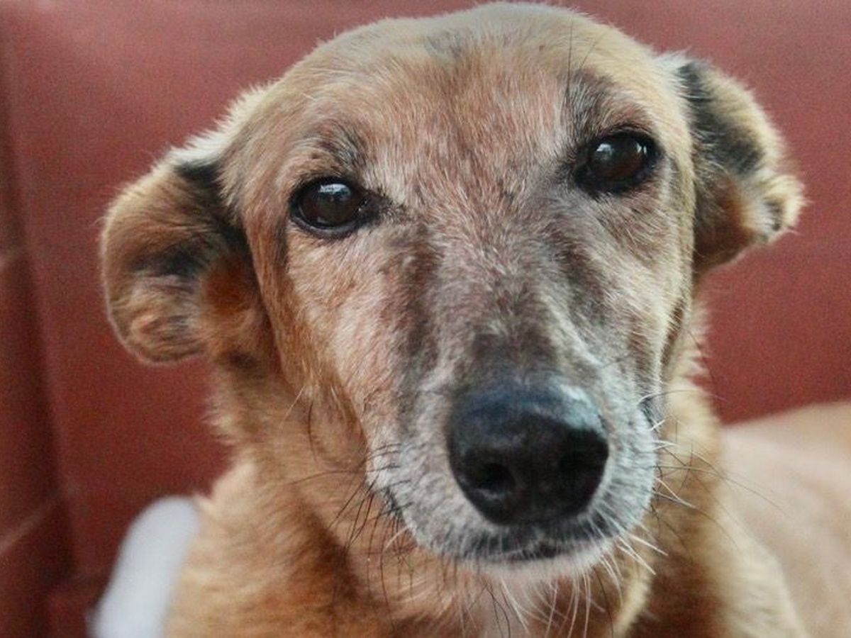 Help us care for our 600 homeless animals campaign photo, 1 of 3