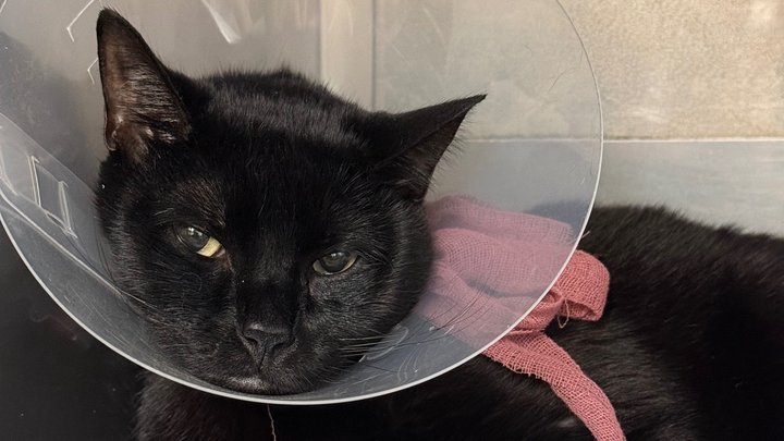 Help Save Our Cat Shadow From Life-Threatening Blockages campaign photo, 1 of 6