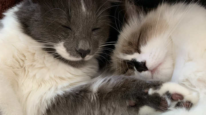 Help Me Recover from a Series of Unexpected Vet Emergencies campaign photo, 1 of 8