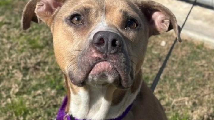 Shelter dogs from League City Animal Care campaign photo, 1 of 3