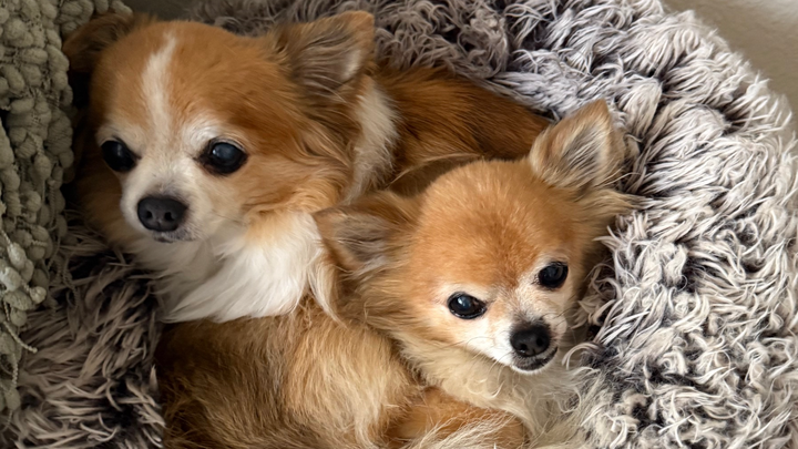 Support Rudy & Rocco’s Heart and Dental Treatments campaign photo, 1 of 3