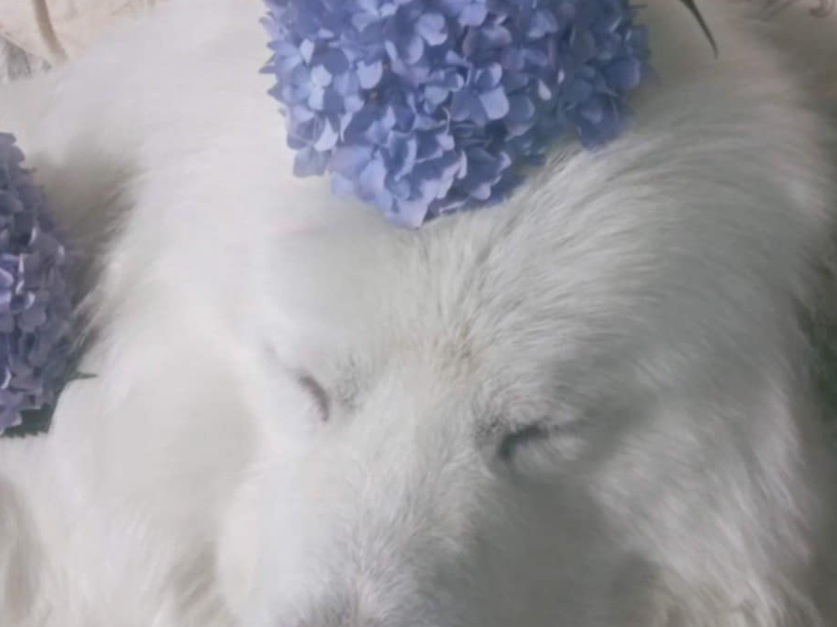 Fundraiser for Robert Maddox by Danyelle Maddox : Help Us Save Our