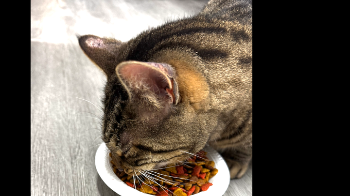 Emergency Help for a Cat About to Be Thrown Out campaign photo, 1 of 3