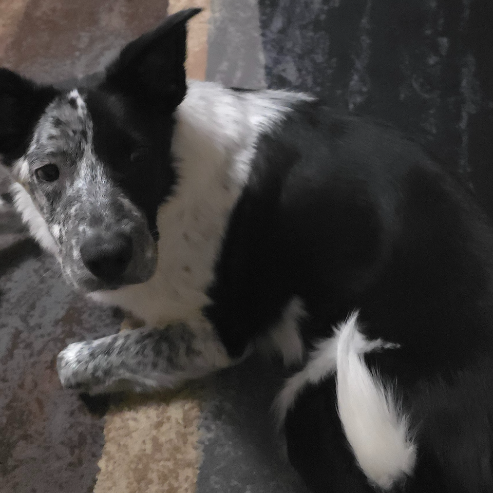 Care for Dinki-di’s Medical and Therapy Needs