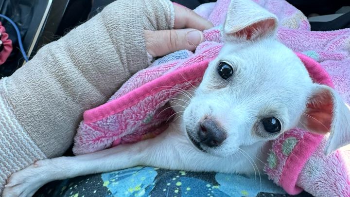 Help Lily Recover From Parvo campaign photo, 1 of 10