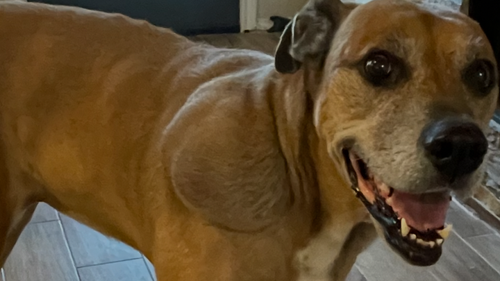 Help Daisy Get Tumor Removal Surgery campaign photo, 1 of 8