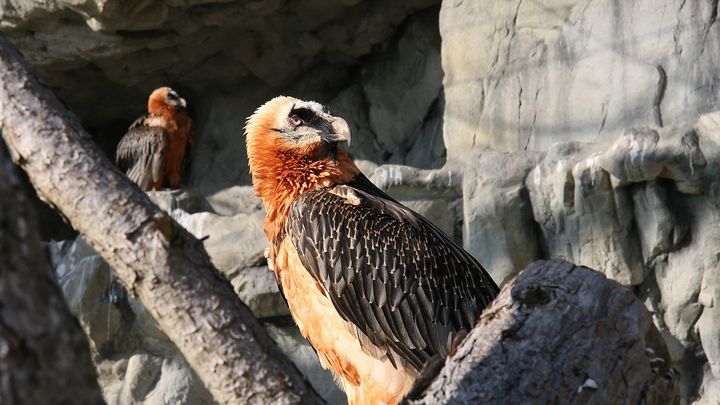 Gemeinsam Arten schützen, für unsere heimische Tierwelt campaign photo, 1 of 7