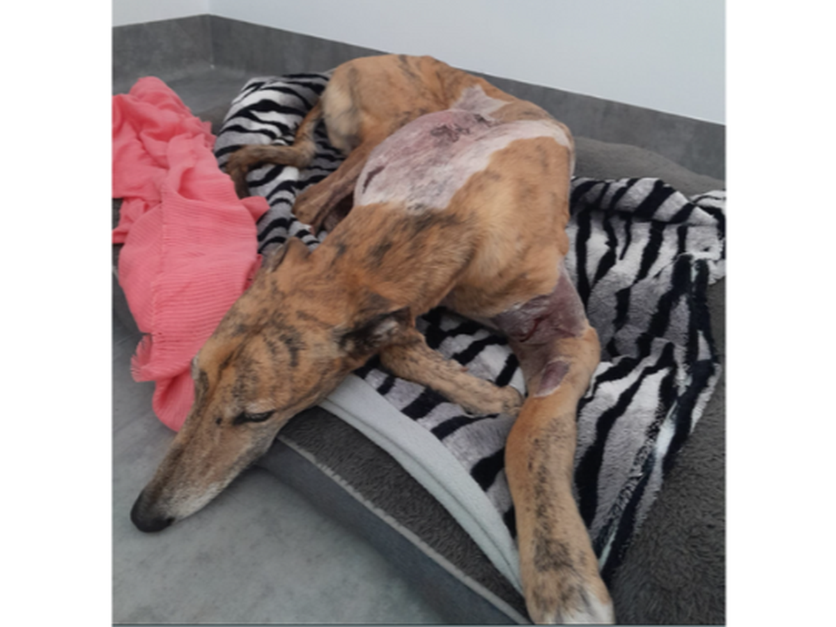 Fundraiser for Rachel Elsworthy by Jodi Hay : Help Chevy the Greyhound  Survive Dog Attack