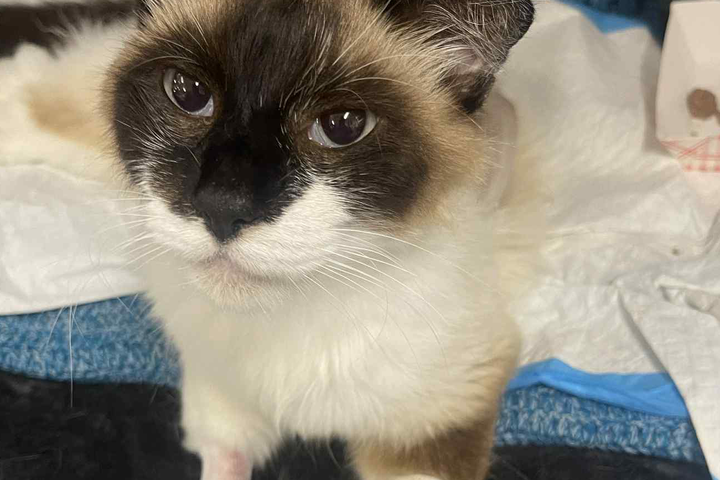 coco★cat Fundraiser for Melissa Viola by Donato Sangemino : Help Coco the