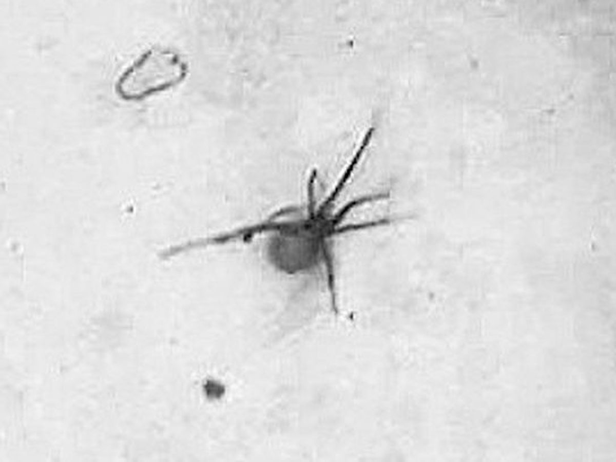 Fundraiser’s main image