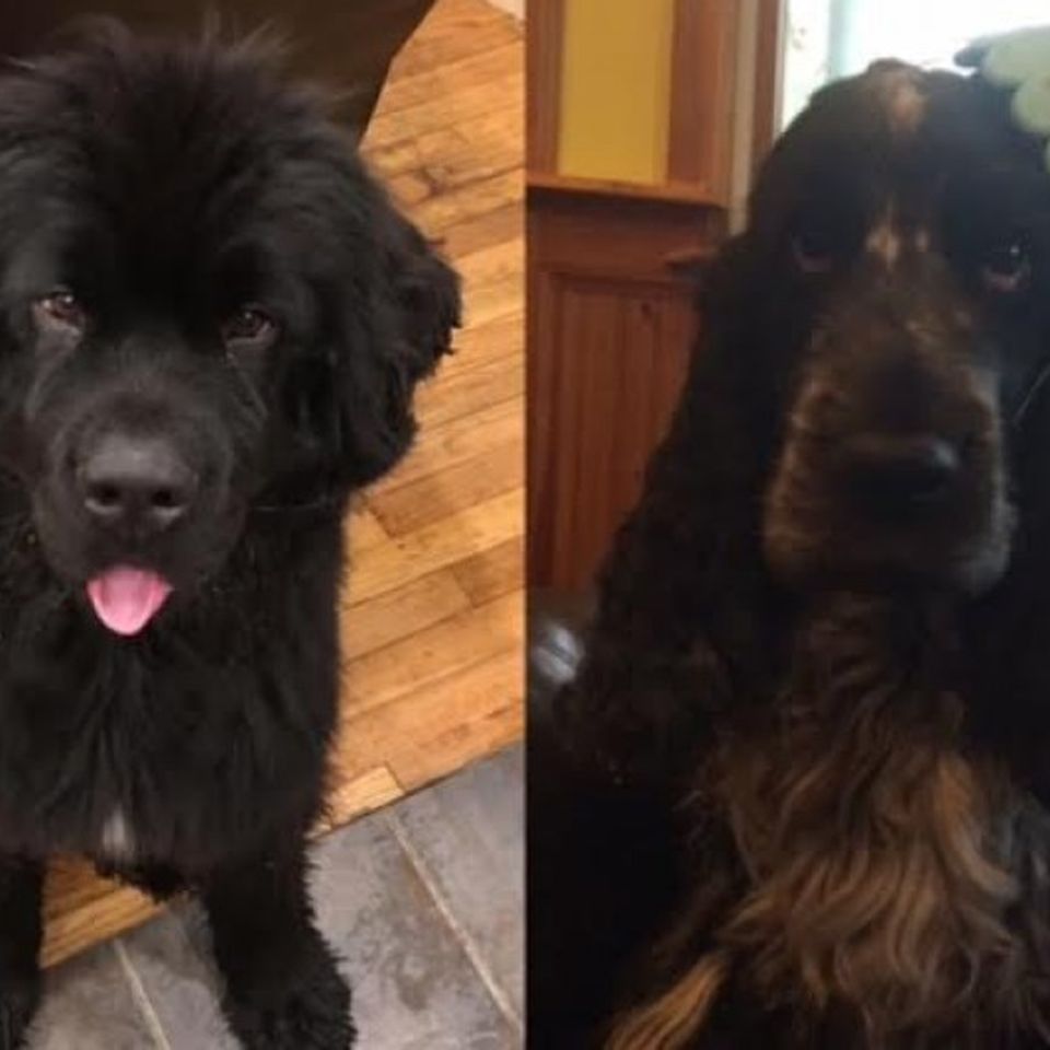 Newfoundland cocker best sale spaniel mix