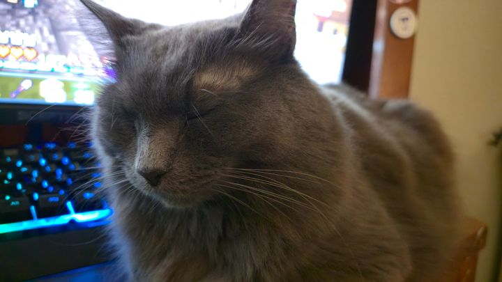Support for Rent and My Cat's Medical Needs campaign photo, 1 of 8