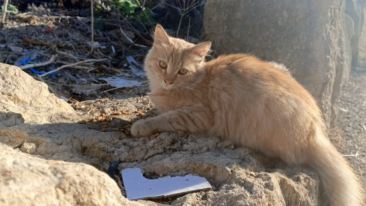 Urgent Surgery Needed for Abused Kitten Gigi campaign photo, 1 of 8
