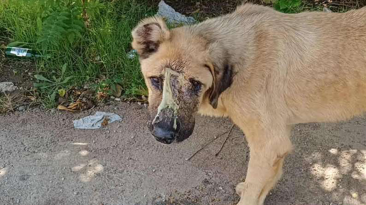 I Found Him Crying in Pain on the Street — Now He’s Fighting campaign photo, 1 of 5