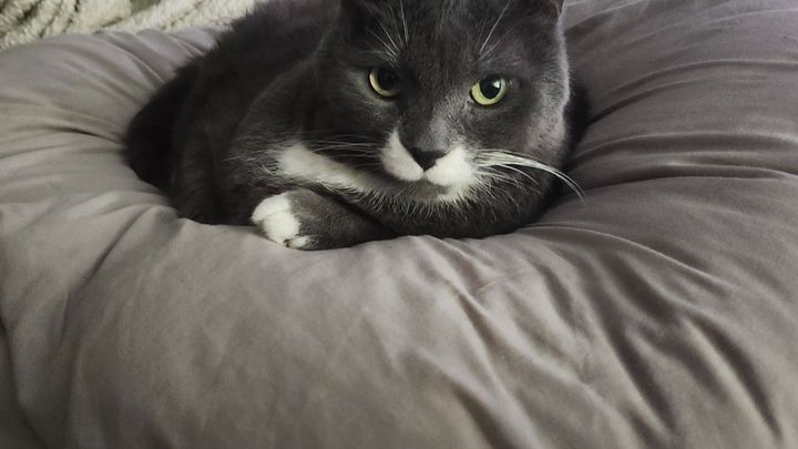 HELP WITH BOOGIE'S CANCER TREATMENT PLEASE campaign photo, 1 of 8