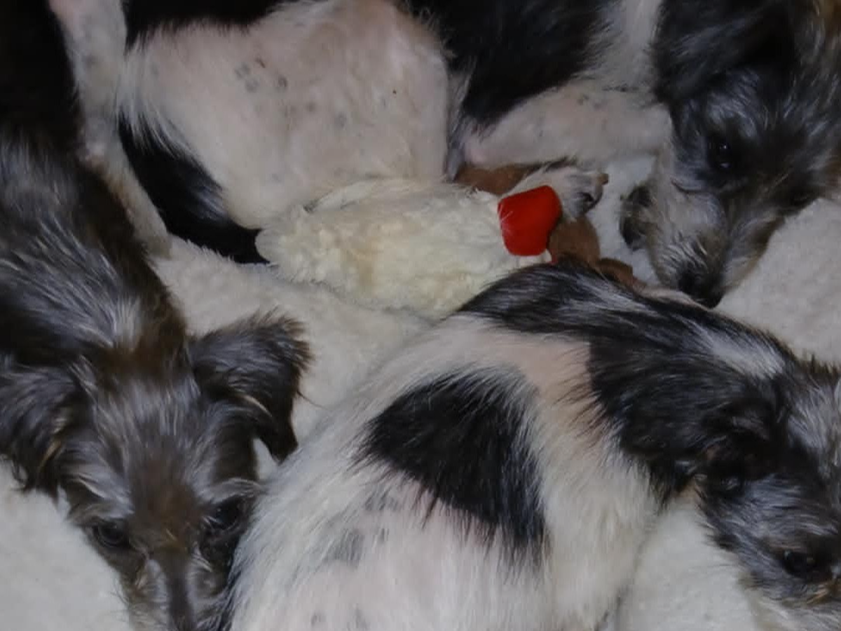EMERGENCY rescue funds needed - Bay Shore pups campaign photo, 1 of 2