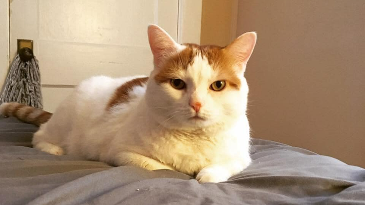 Help Peanut: Emergency Vet Funds campaign photo, 1 of 4