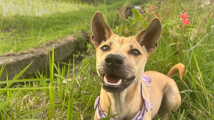 Bring Sadie home campaign photo, 1 of 8
