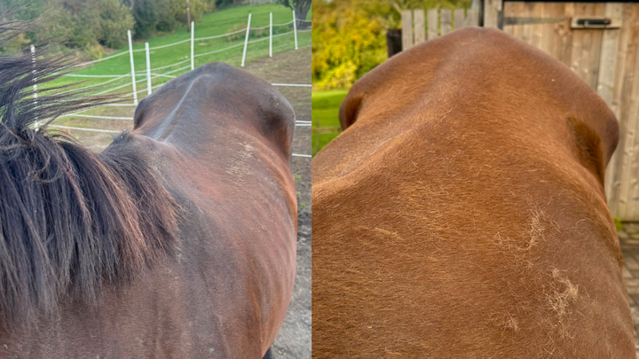 Thoroughbred Rescue campaign photo, 1 of 7