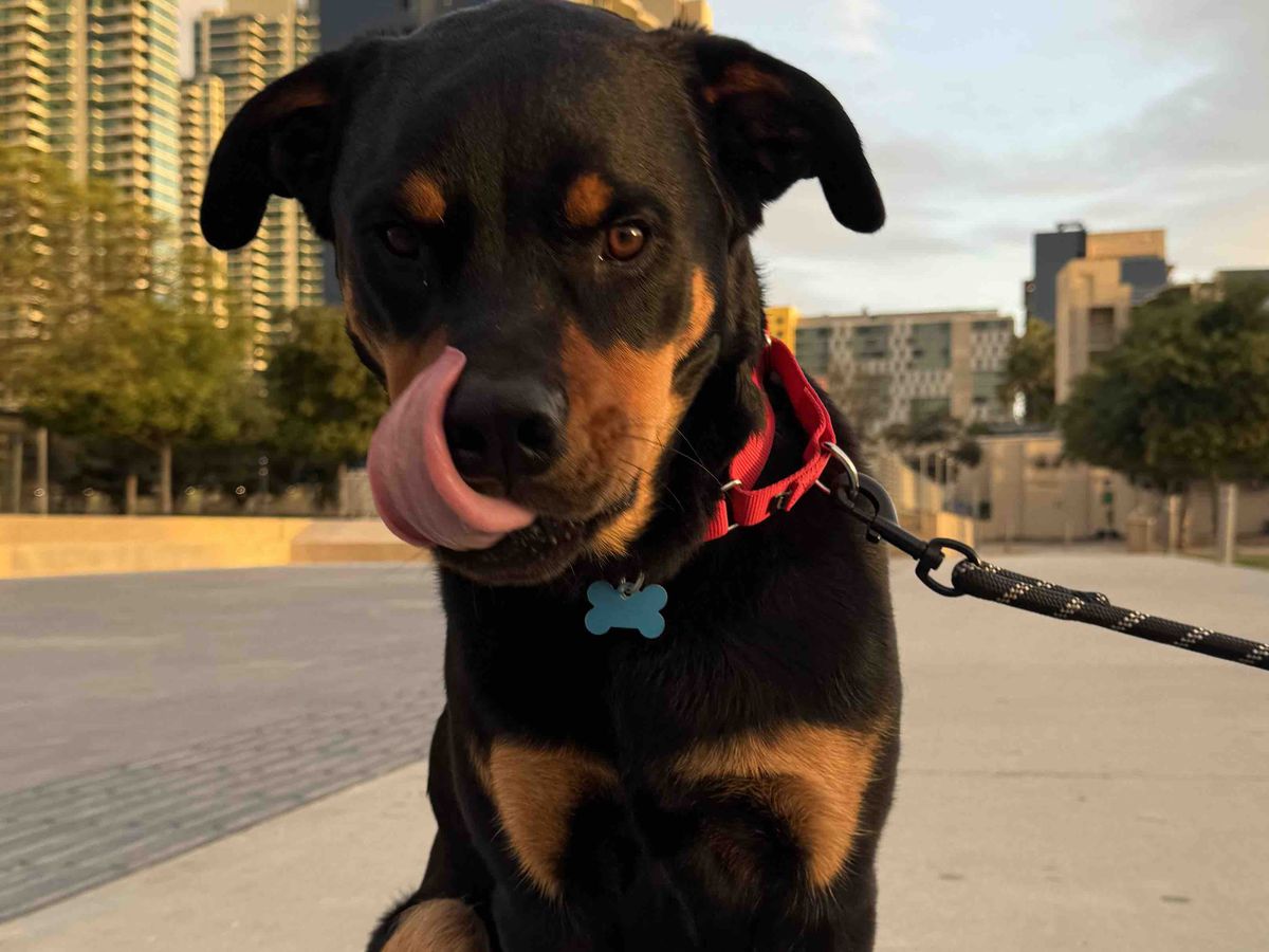Give Bruce the Superhero Pup a Second Chance at Life!!! campaign photo, 1 of 7