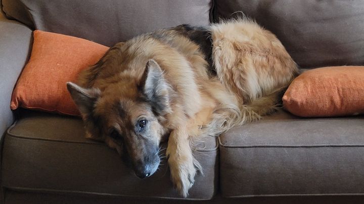 Help fund Aldo's vet care campaign photo, 1 of 2