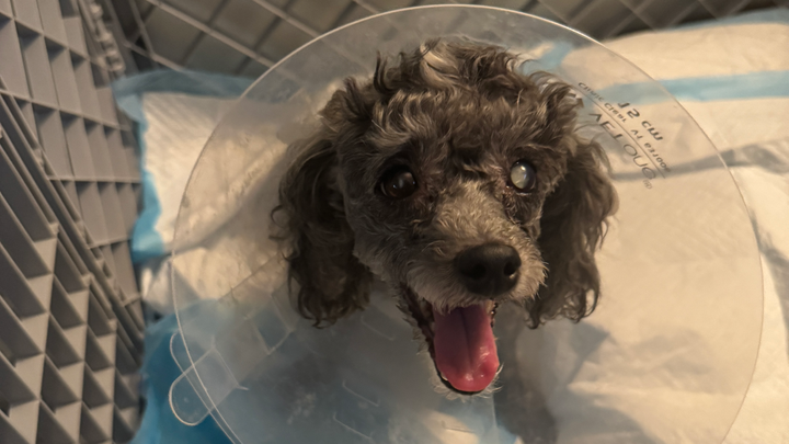 Help Daisy Heal After Emergency Surgery campaign photo, 1 of 8