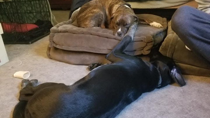 Save Our Dogs: Emergency Vet Costs campaign photo, 1 of 3