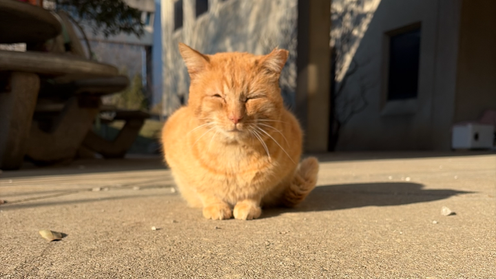Support the NKU Cat Colony campaign photo, 1 of 8