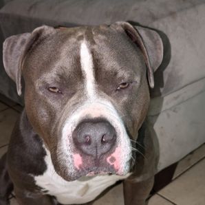 BLAZES PITBULL RESCUE ING