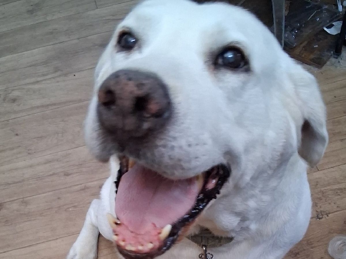 Imagen principal de la recaudación de fondos